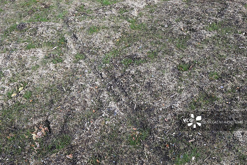 种子萌发的新草图片素材