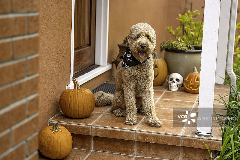 万圣节快乐金毛犬图片素材