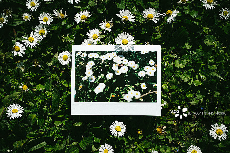 雏菊花的即时照片图片素材