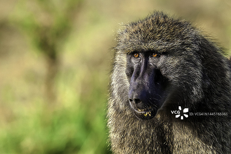 马赛马拉的雄性阿拉伯狒狒图片素材