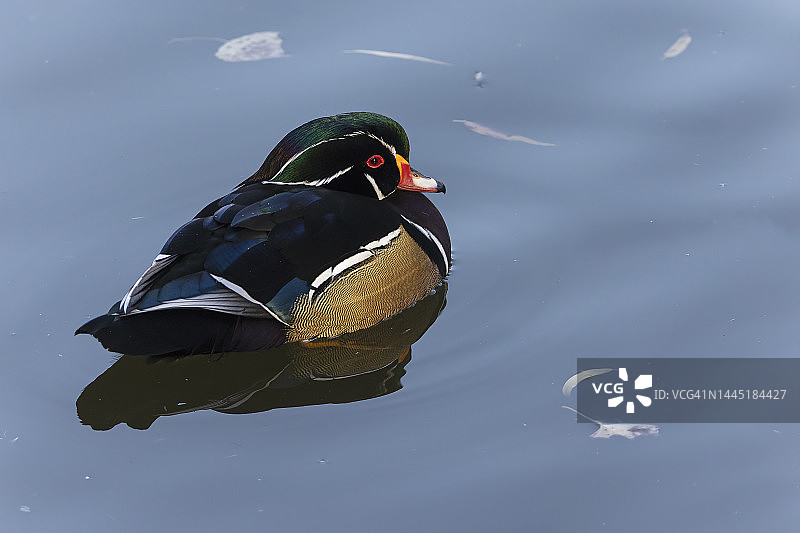 休闲野鸭图片素材