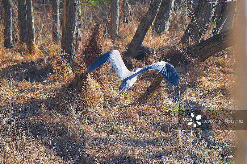 大蓝鹭图片素材