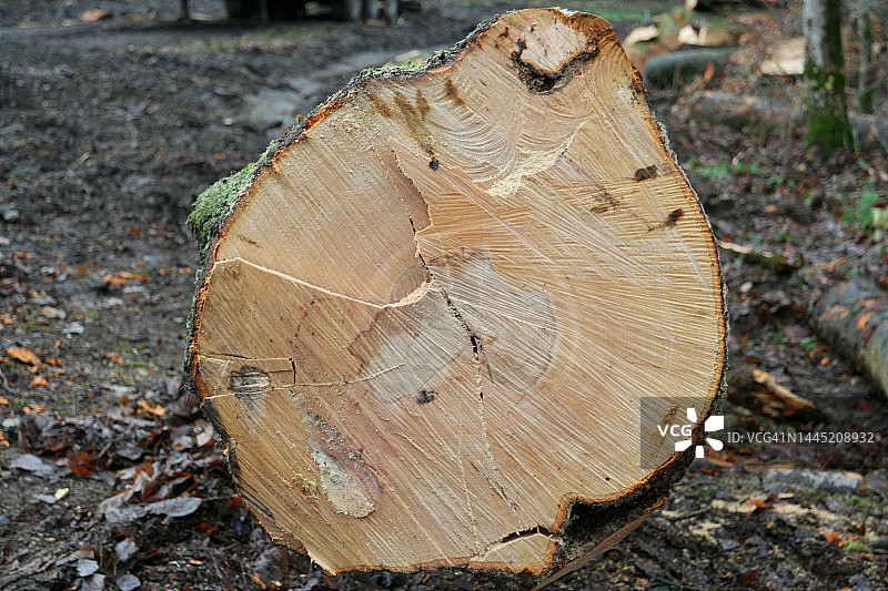 被砍伐的树木图片素材