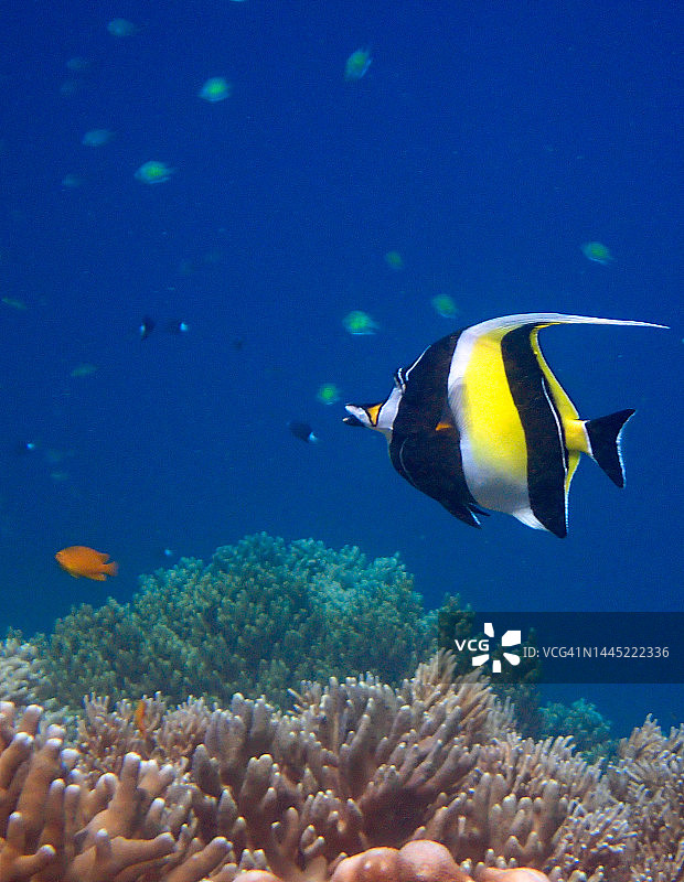 月眉蝶鱼图片素材