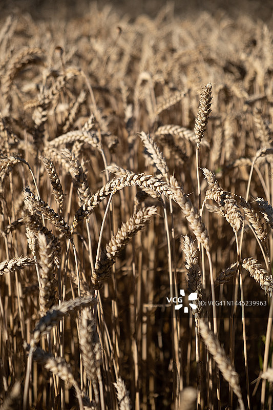 麦田图片素材