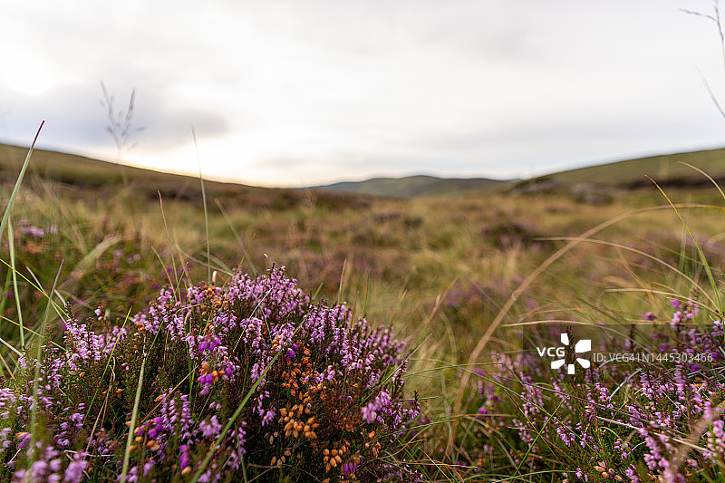 威克洛山脉，爱尔兰图片素材