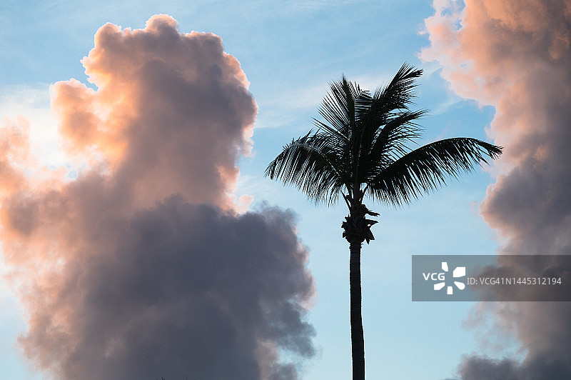 戏剧性云层下的棕榈树剪影，开曼群岛大开曼图片素材