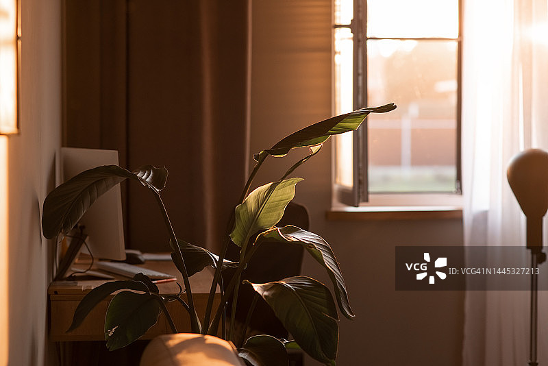 盆栽白鹤望兰与沙发图片素材