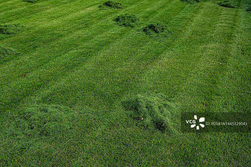 成堆的鲜草图片素材