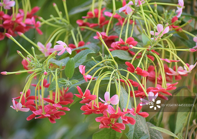 大簇多色使君子花图片素材