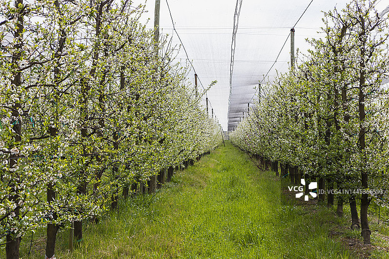 葡萄园中生长的成排葡萄藤图片素材