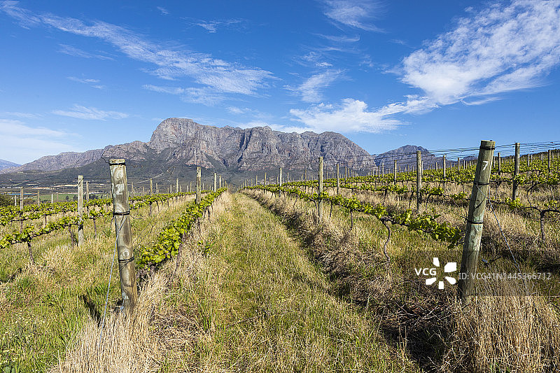 南非博斯亨达尔葡萄园山景图片素材