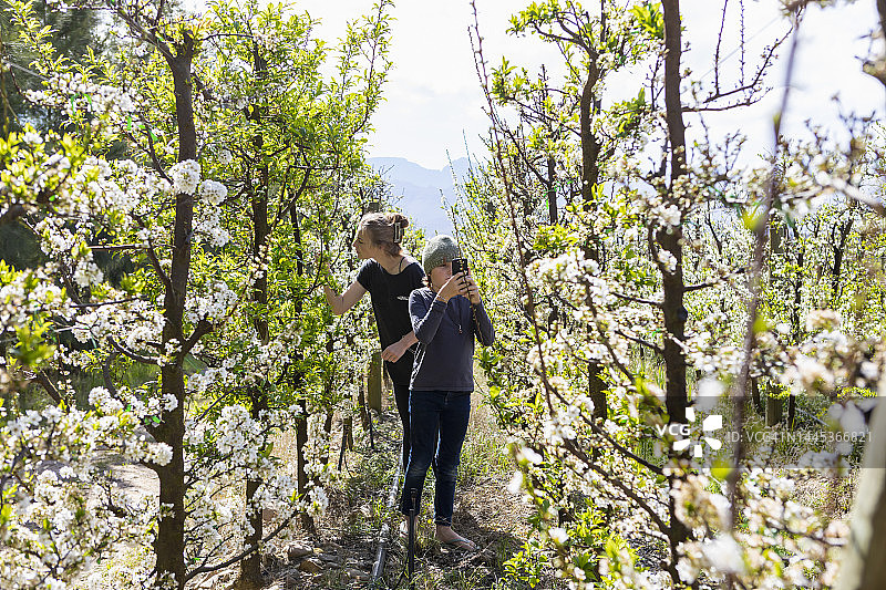 和弟弟（8-9岁）在葡萄园中行走的少女（16-17岁）图片素材