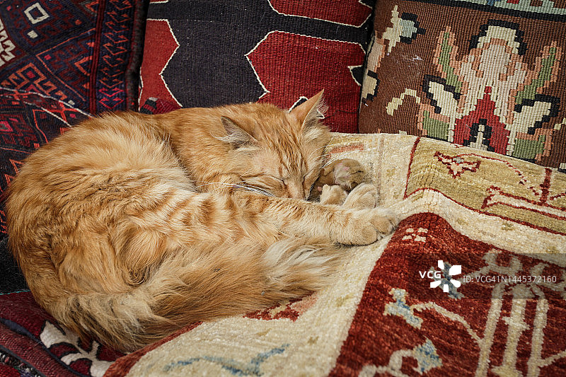 在土耳其旧地毯上睡觉的猫图片素材