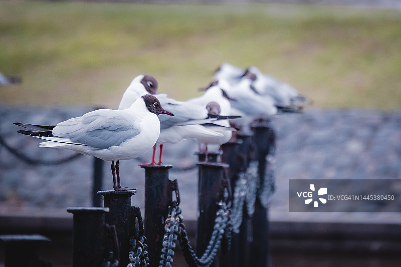 卡累利阿彼得罗扎沃茨克堤岸上的海鸥，码头上的鸟类图片素材
