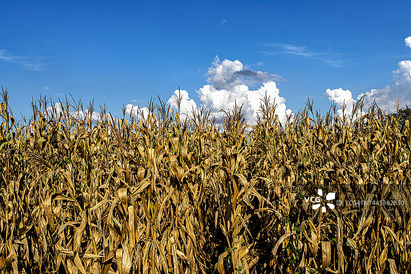 气候变化导致玉米田枯萎图片素材