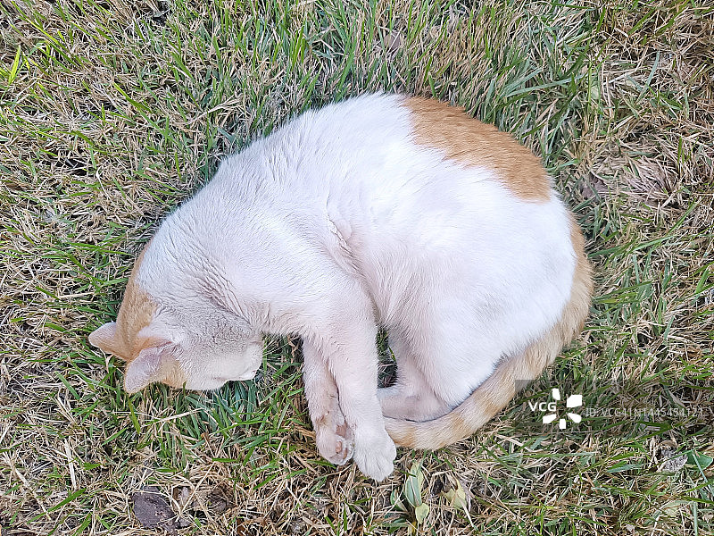 猫睡觉图片素材