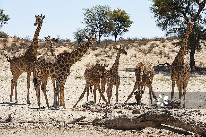 卡拉哈里沙漠奥布瓦迪水潭边的长颈鹿图片素材