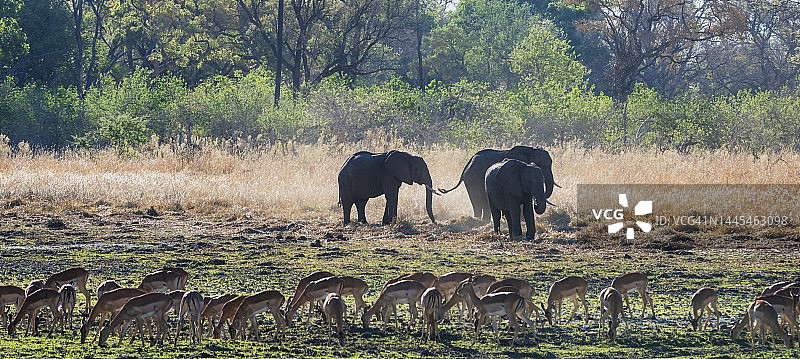 浏览中的大象，前景是黑斑羚图片素材