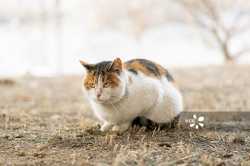 布艺猫：保护流浪动物图片素材