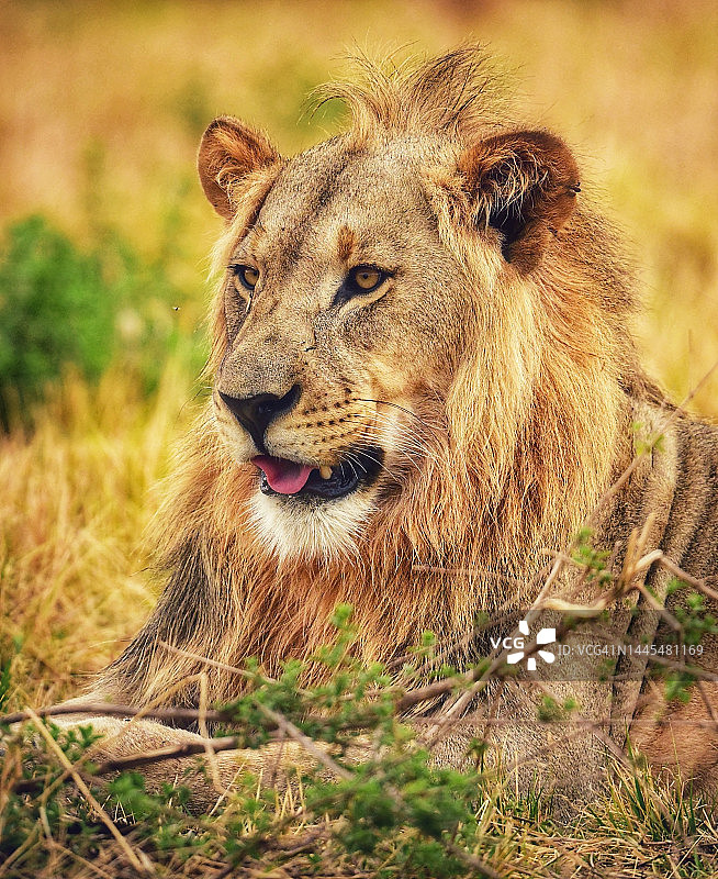 在南非参加摄影之旅的年轻雄狮图片素材