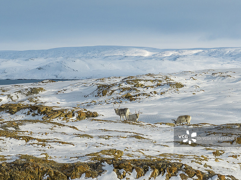 斯瓦尔巴群岛Nordaustlandet Hinlopen海峡，雪地苔原上的驯鹿群图片素材