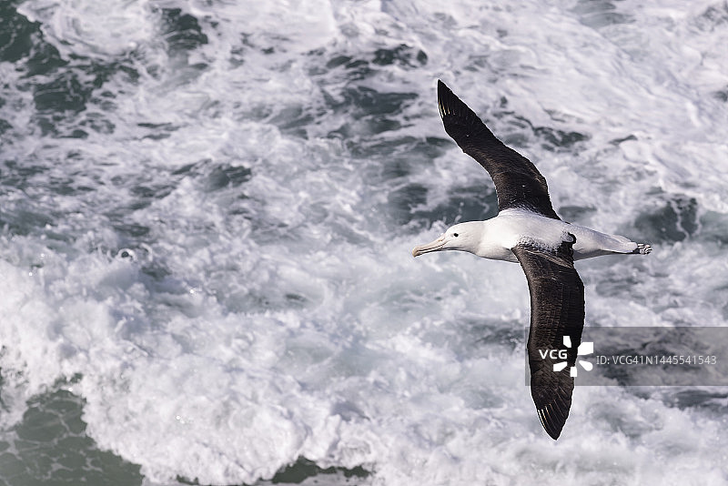北方皇家信天翁图片素材