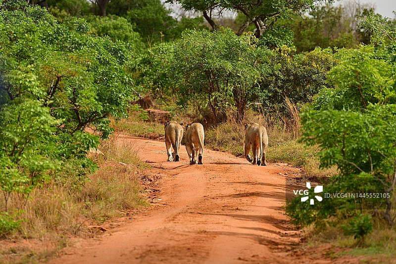 三只在南非土路上行走的雌狮图片素材