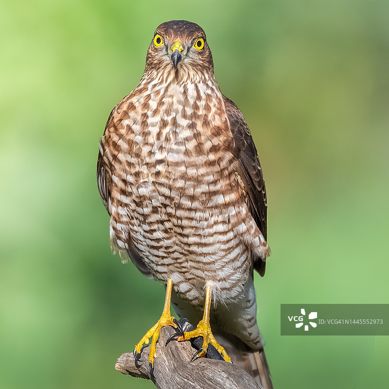 自由飞翔的猛禽肖像图片素材