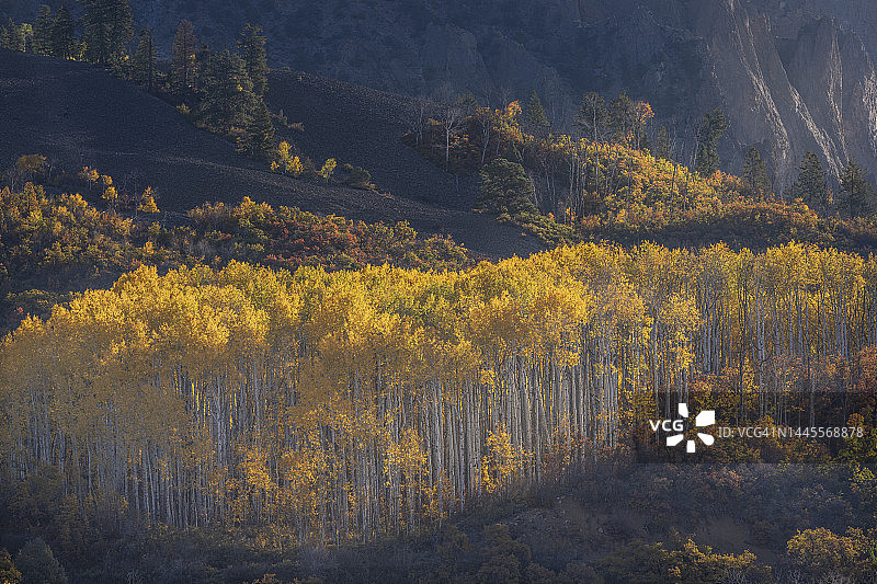 秋季白杨树林图片素材