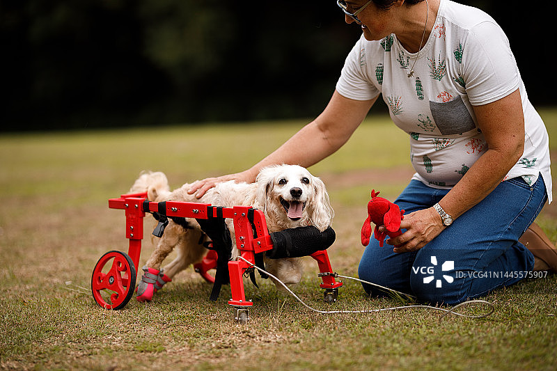 轮椅犬及其主人在公园玩耍图片素材