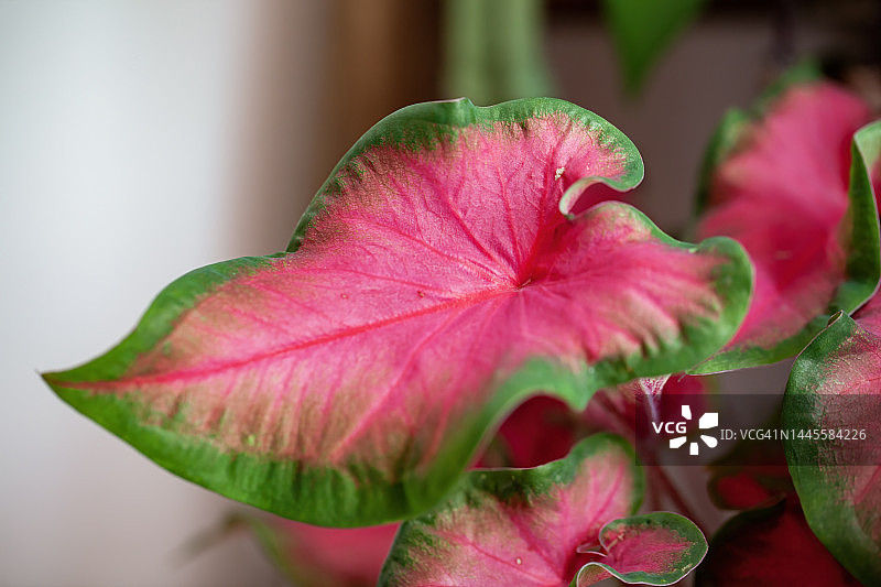 花叶芋叶图片素材