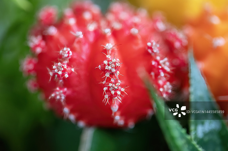 仙人掌头部图片素材