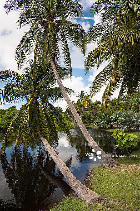 开曼群岛大开曼岛伊丽莎白二世皇家植物园池塘上的棕榈树图片素材