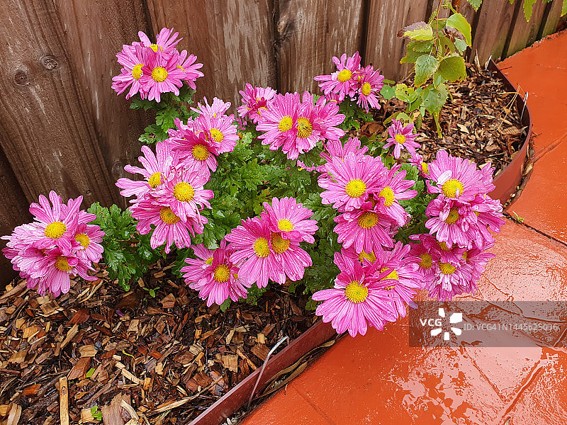 玛格丽特雏菊图片素材