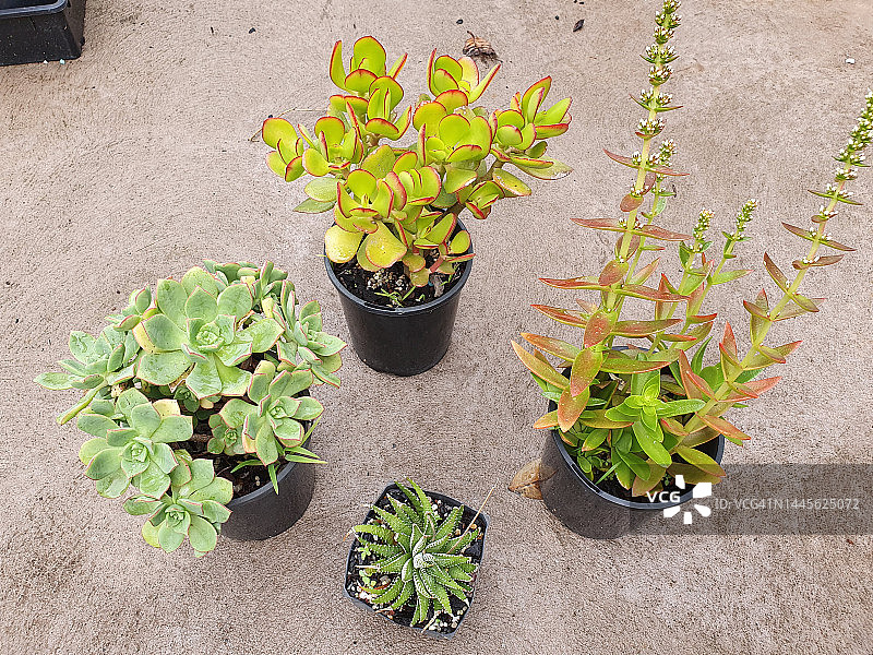 待售的各种多肉植物：青锁龙、燕子掌、玉树、 Crassula capitella 和 Haworthiopsis attenuata图片素材