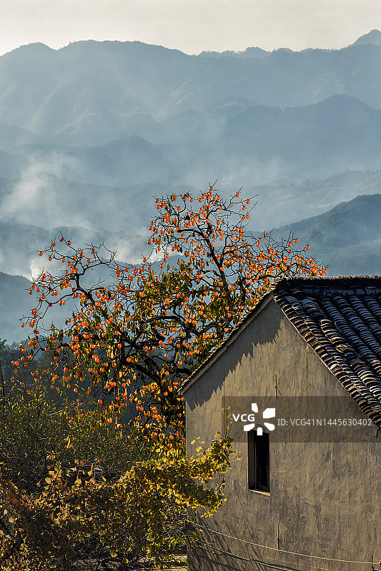 山村柿子树图片素材