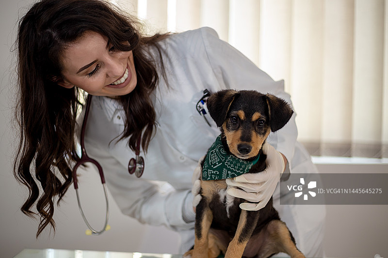 狗狗看兽医图片素材