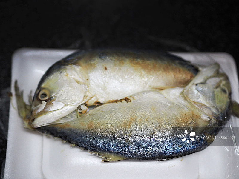 短体鲭鱼图片素材