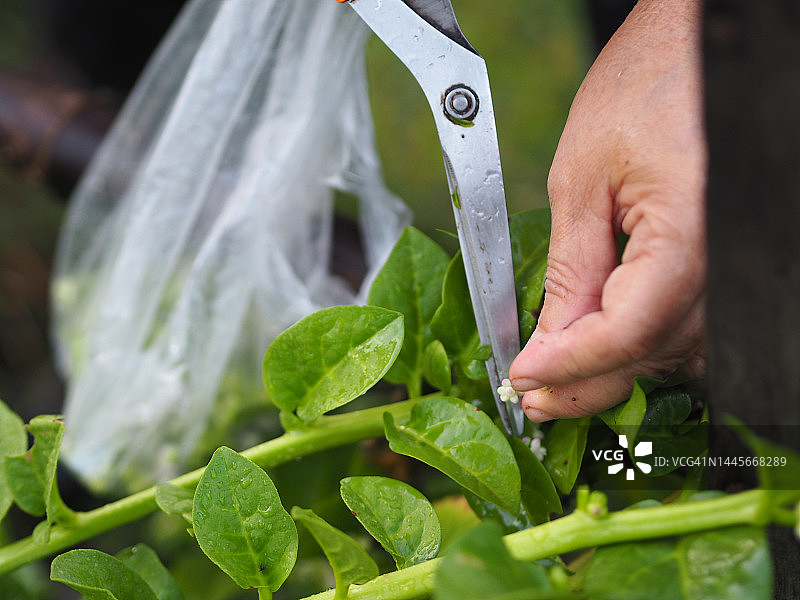 手持剪刀切割花卉蔬菜图片素材