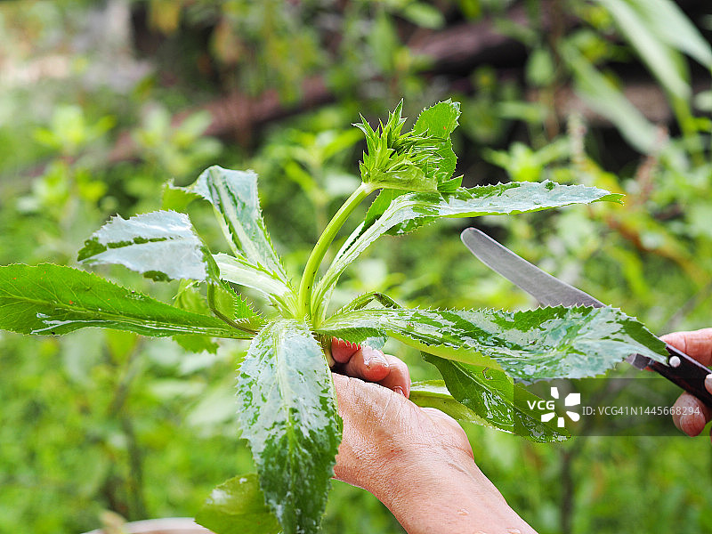 手持剪刀修剪彩色叶子的观叶植物图片素材