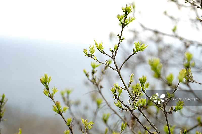 春天嫩叶树枝图片素材