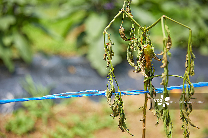 农作物、农业、菜园、耕作、辣椒、干旱、高温图片素材