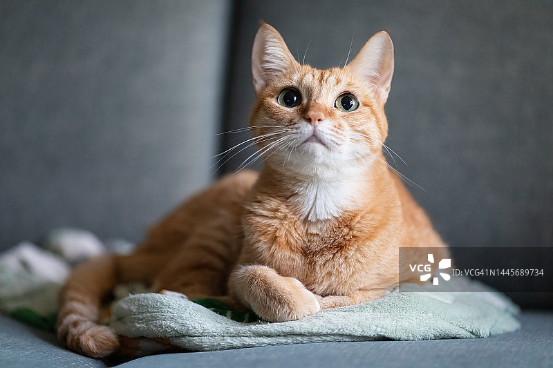 毯子上可爱的橙色宠物猫图片素材