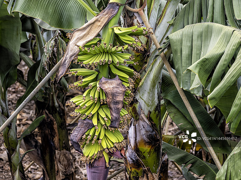 加那利群岛拉帕尔马岛的香蕉树农田图片素材