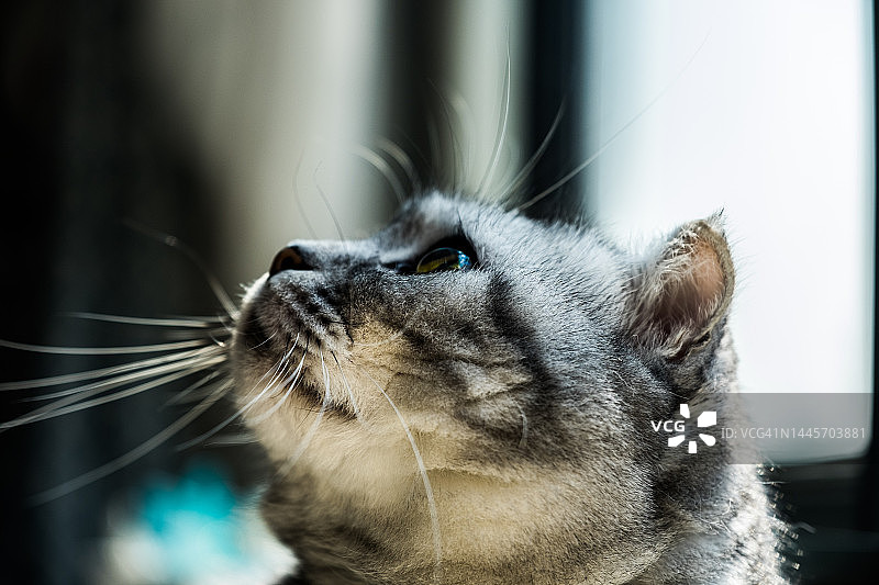 美国短毛猫图片素材