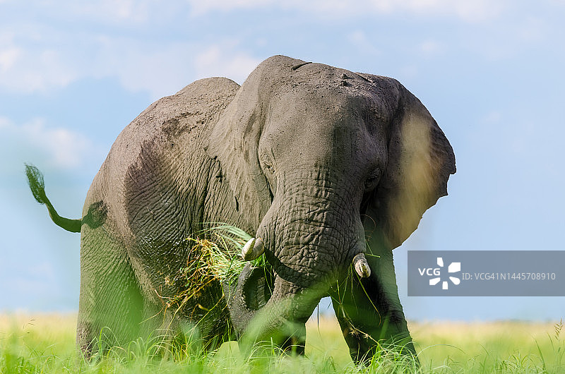 博茨瓦纳乔贝国家公园的大象图片素材