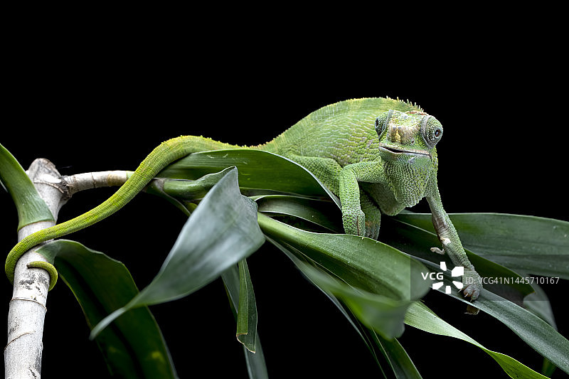 印度尼西亚植物上的绿色雌性费希尔变色龙特写图片素材