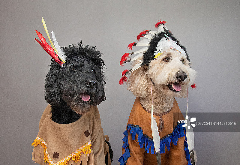 一只黑色和白色的拉布拉多犬穿着印度服装并排坐在一起图片素材