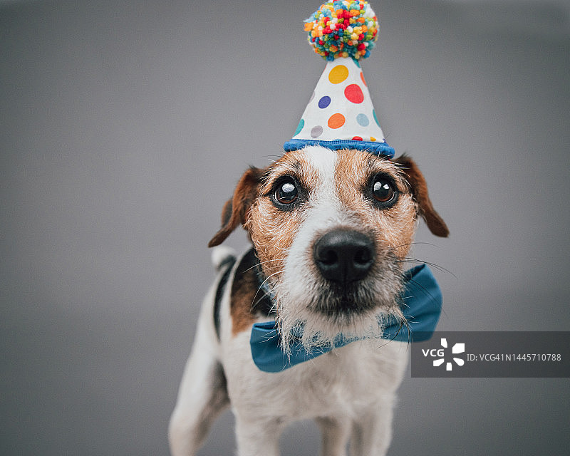 戴着领结和生日帽的杰克罗素梗犬肖像图片素材